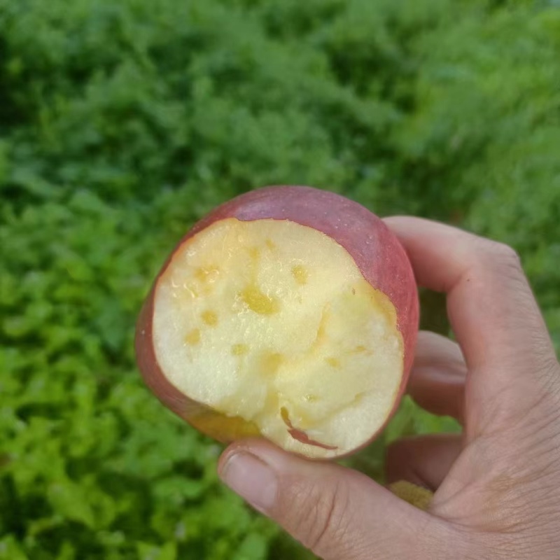 大凉山丑苹果冰糖心开始了