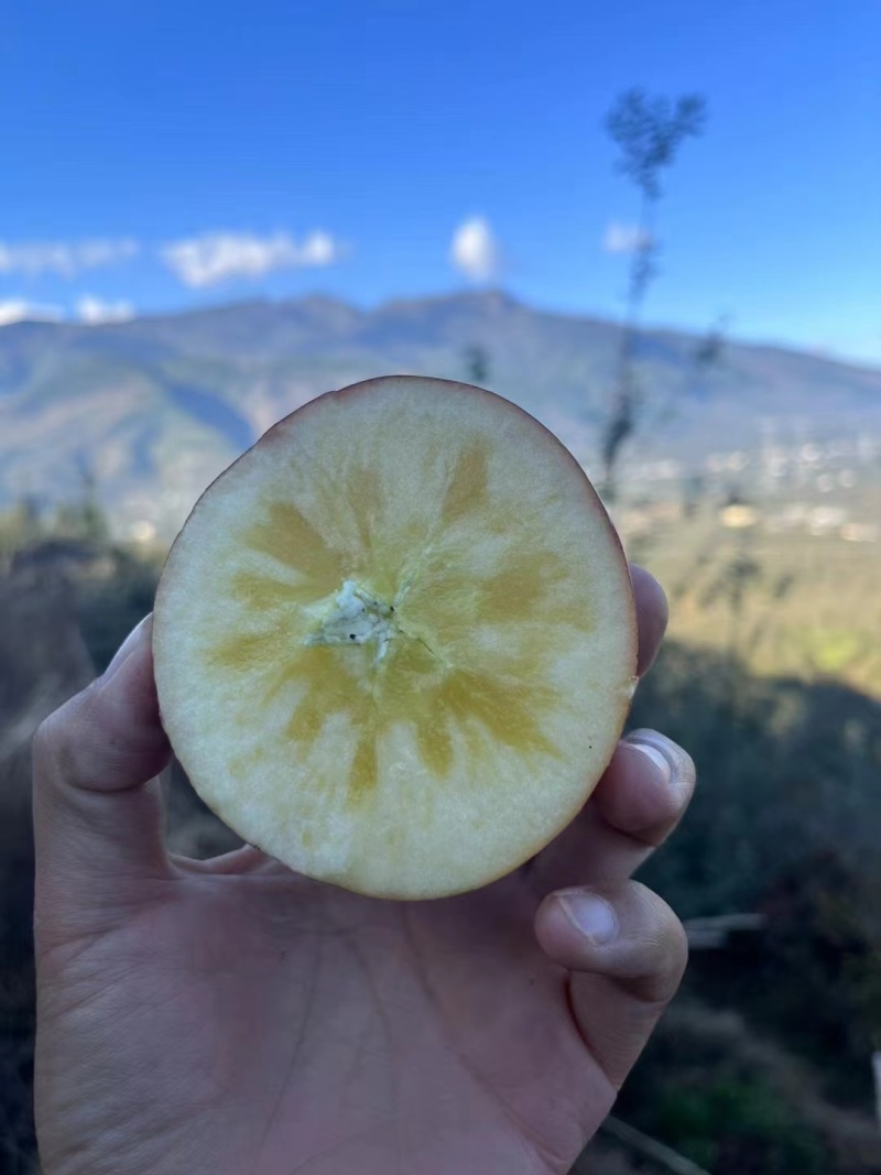 大凉山丑苹果冰糖心开始了