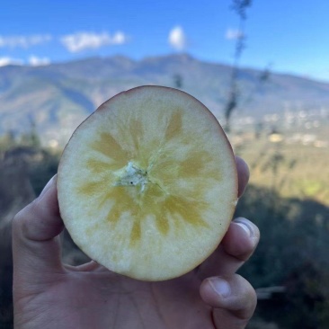 大凉山丑苹果冰糖心开始了