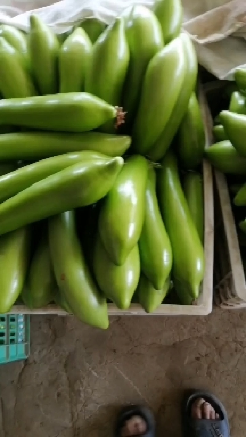 精品青茄子大量上市发货全国供电商批发商超市