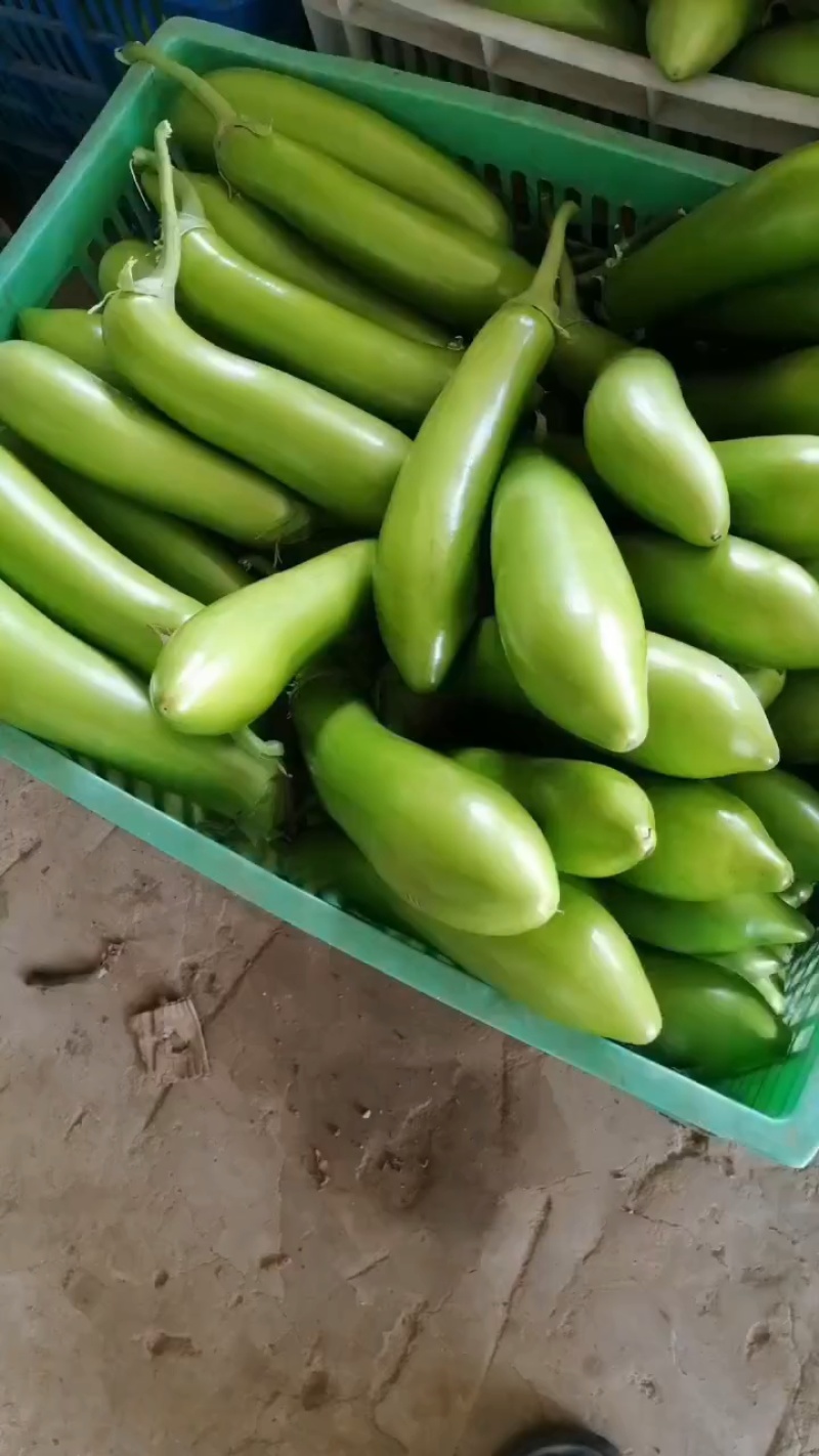 精品青茄子大量上市发货全国供电商批发商超市