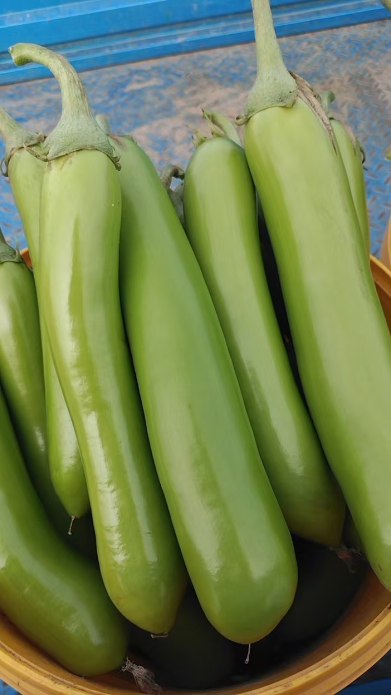 精品青茄子大量上市发货全国供电商批发商超市