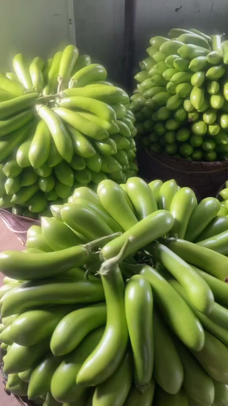 精品青茄子大量上市发货全国供电商批发商超市