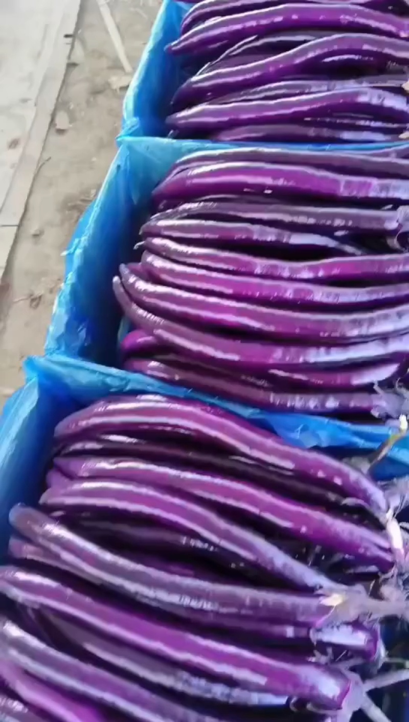 精品长线茄子大量有货供超市电商批发商发货全国