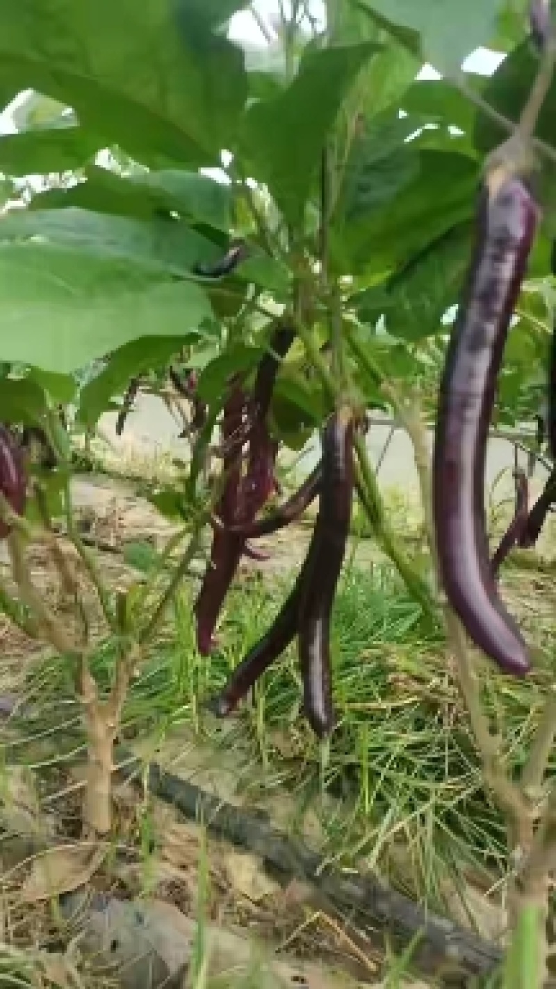 精品长线茄子大量有货供超市电商批发商发货全国