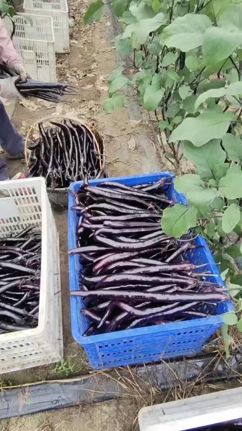 精品长线茄子大量有货供超市电商批发商发货全国