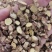 红皮甘草精选甘草圆片内蒙古产地甘草片新货无硫甘草