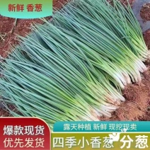 四季小葱分葱产地看货论价保质保量欢迎咨询订购