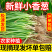 四季小葱分葱产地看货论价保质保量欢迎咨询订购