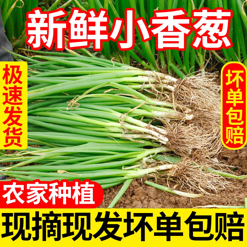 四季小葱分葱产地看货论价保质保量欢迎咨询订购