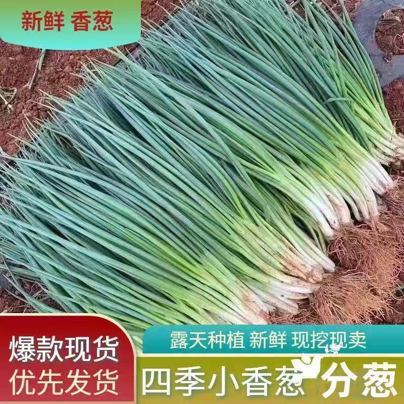 四季小葱分葱产地看货论价保质保量欢迎咨询订购