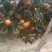 火晶柿子
