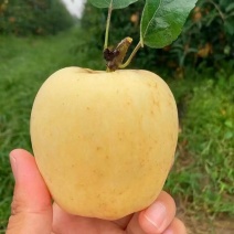 苹果苗矮化苹果苗培育基地晚熟苹果苗优新品种