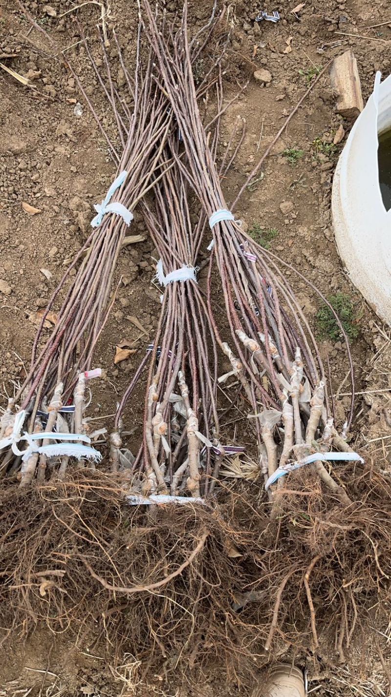 矮化苹果苗中间砧苹果苗早熟中熟晚熟品种