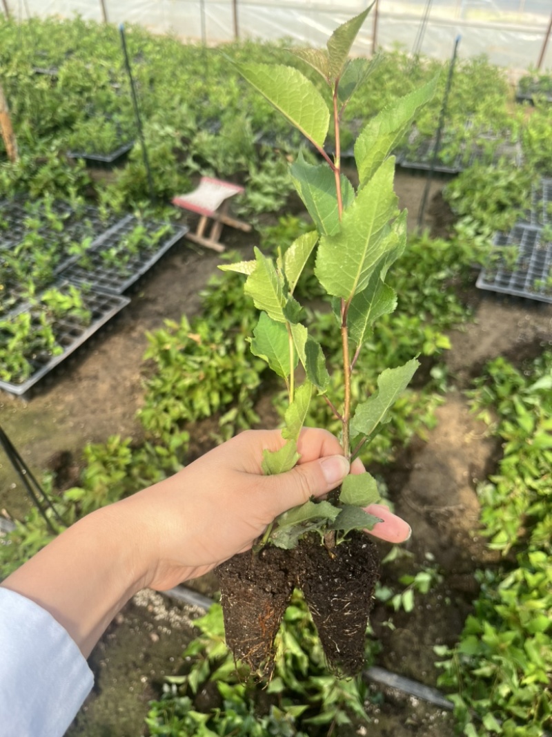樱桃砧木苗吉塞拉17号6号Y1小苗/直接嫁接苗