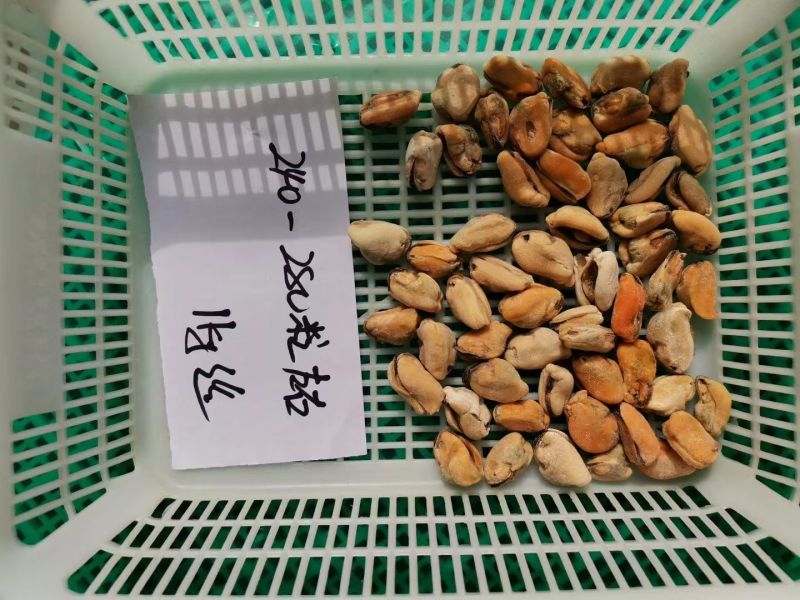 山东肉馅海虹肉，全规格，量大价优常年有货