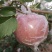 红富士河南苹果🍎产地直销量大从优可视频看货对接全国