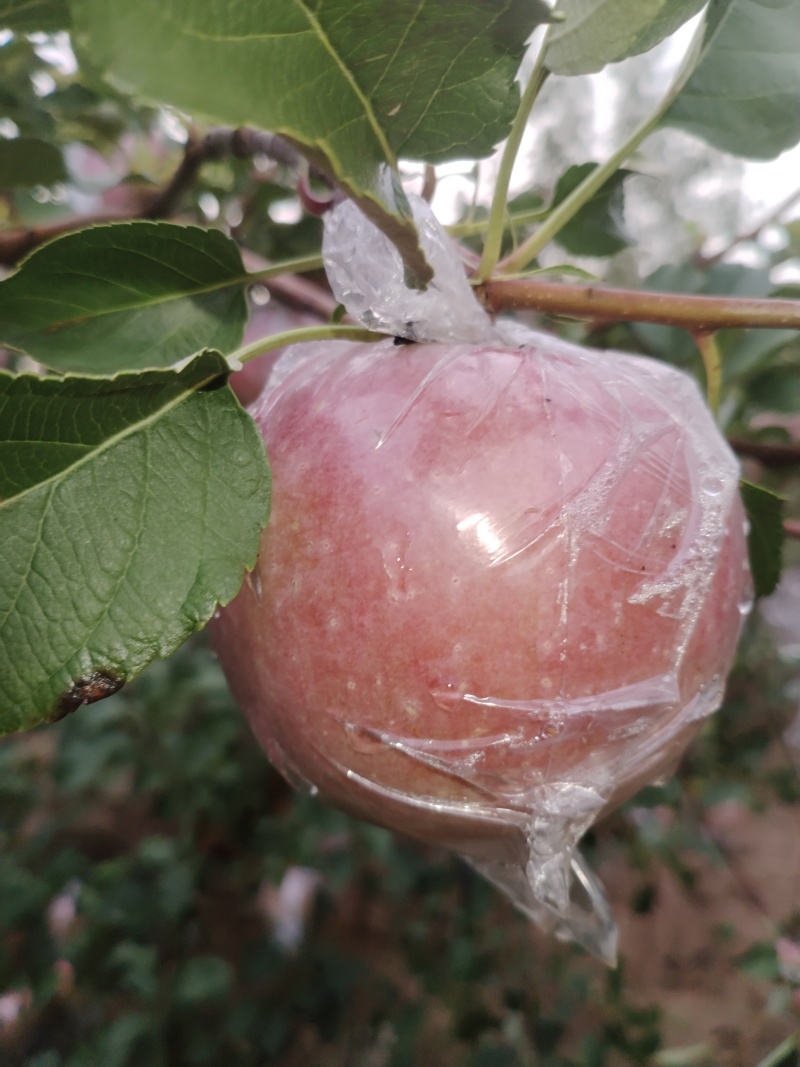 红富士河南苹果🍎产地直销量大从优可视频看货对接全国
