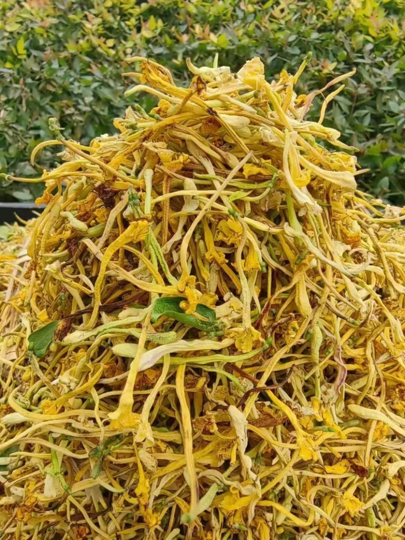 云南野生金银花批发颜色好无碎香气足大量现货今年新货批发