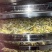 云南野生金银花批发颜色好无碎香气足大量现货今年新货批发