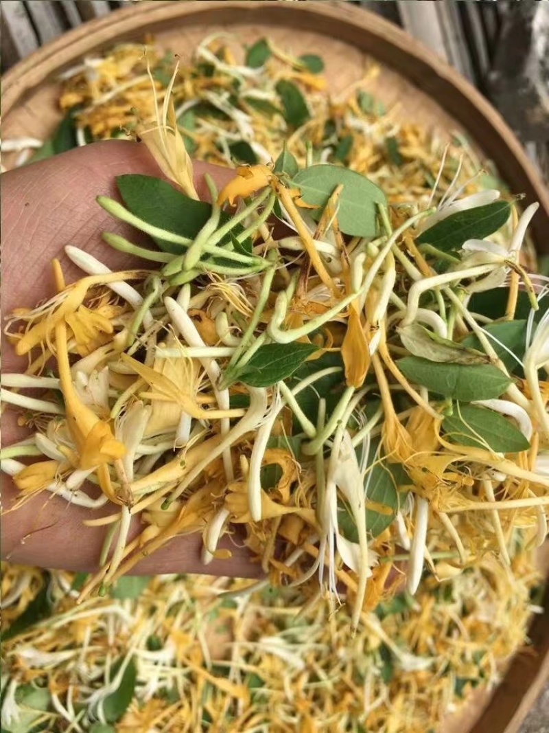 云南野生金银花批发颜色好无碎香气足大量现货今年新货批发
