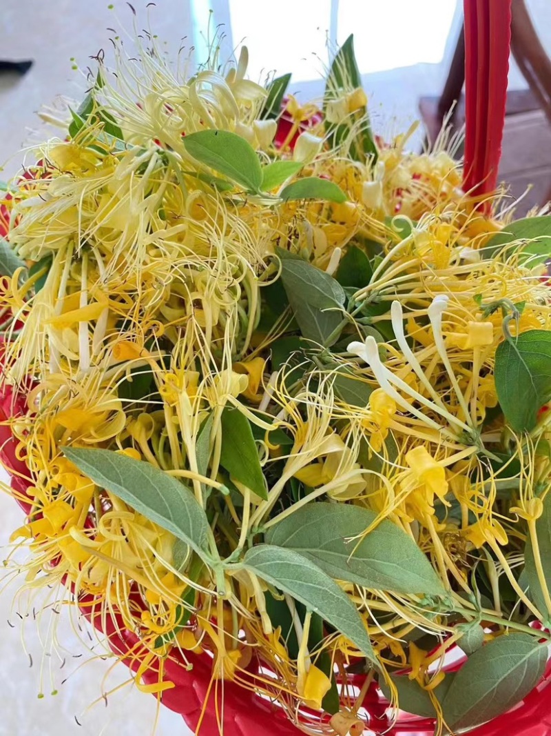 云南野生金银花批发颜色好无碎香气足大量现货今年新货批发