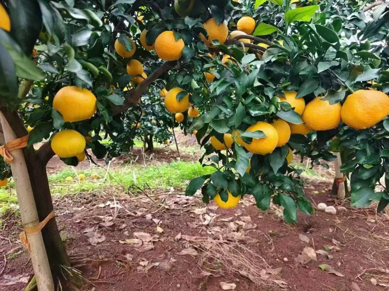 （湖北特早蜜橘）新鲜采摘，产地现采现摘需要的老板联系