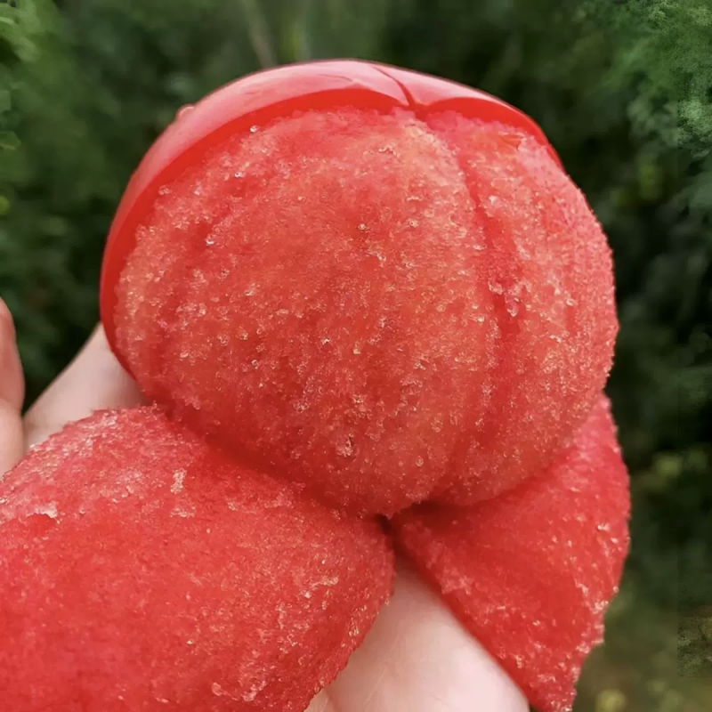 西红柿硬粉西红柿大红西红柿产地看货论价欢迎订购