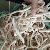 云南小通草又名秀球产品批发