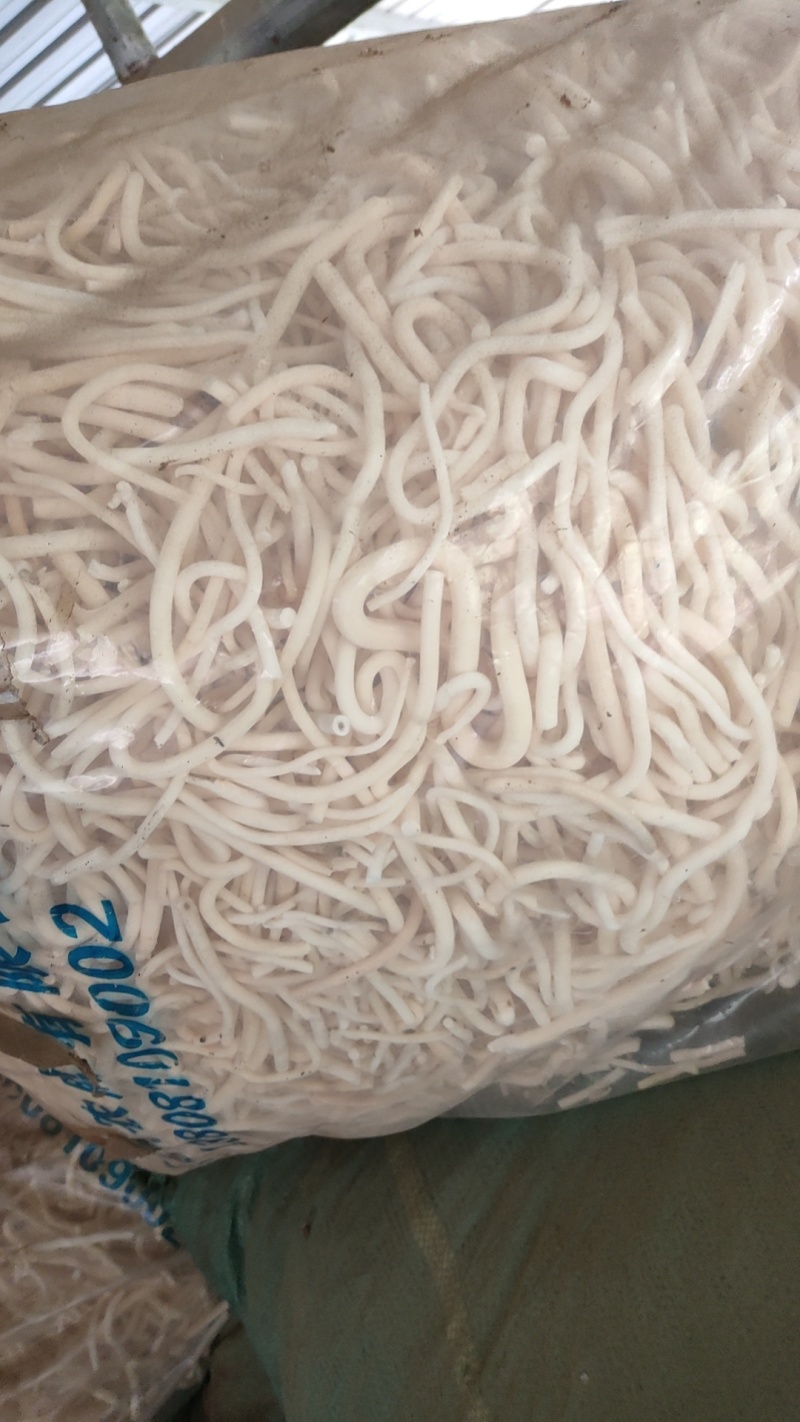 云南小通草又名秀球产品批发
