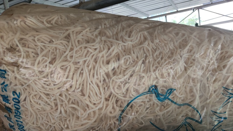 云南小通草又名秀球产品批发