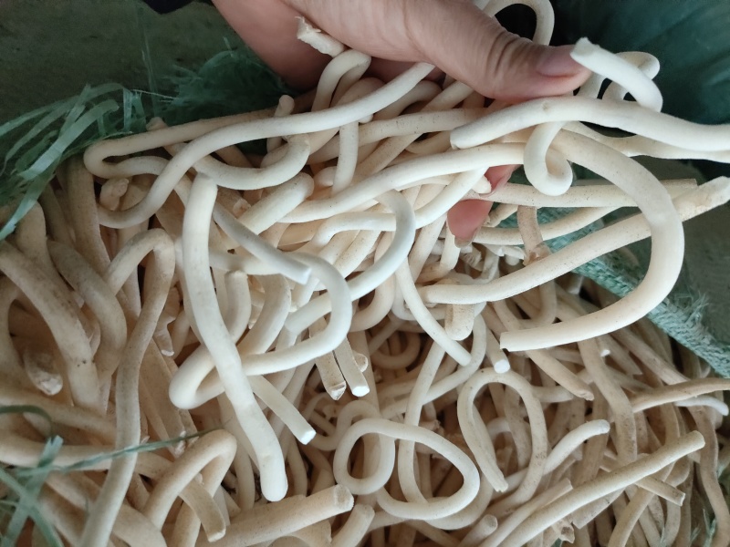 云南小通草又名秀球产品批发