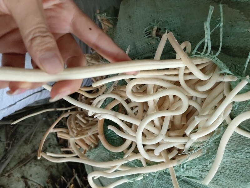 云南小通草又名秀球产品批发