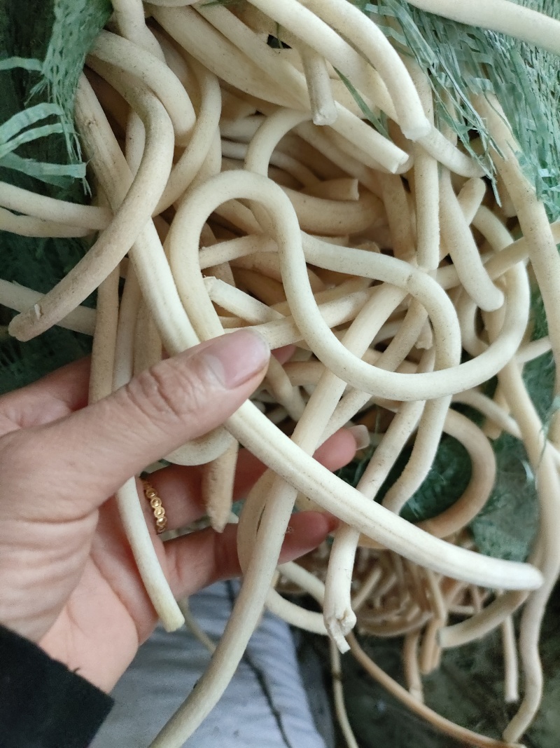 云南小通草又名秀球产品批发