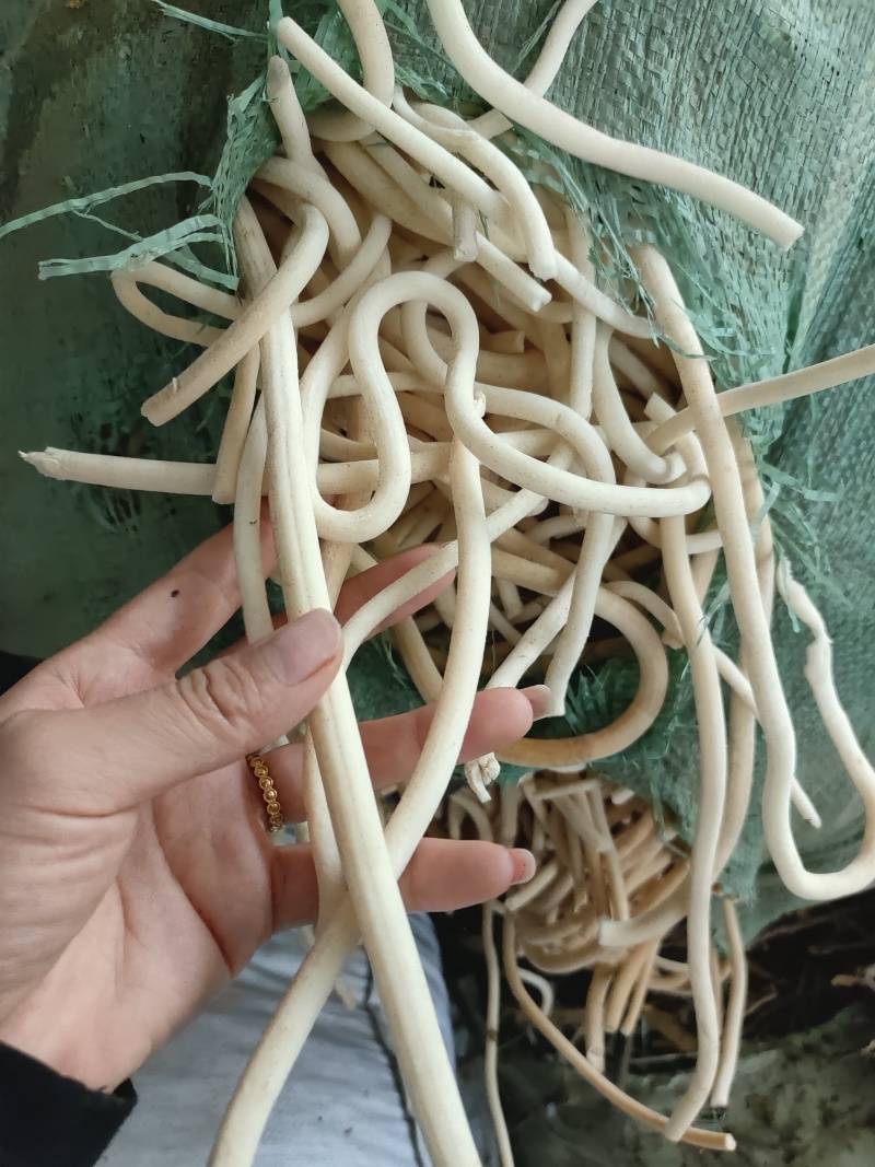 云南小通草又名秀球产品批发