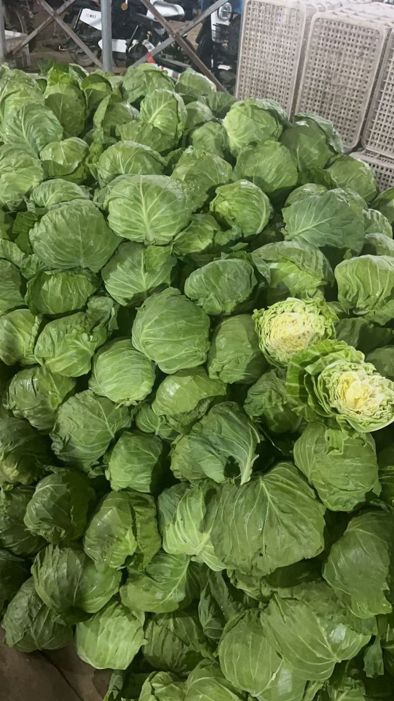 甘蓝，绿甘蓝，软甘蓝，韩美宣菜，圆包菜，