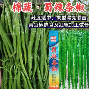 蜀辣条椒线椒种子棉蔬条椒翠绿皮青红两用二荆条春秋线椒种子