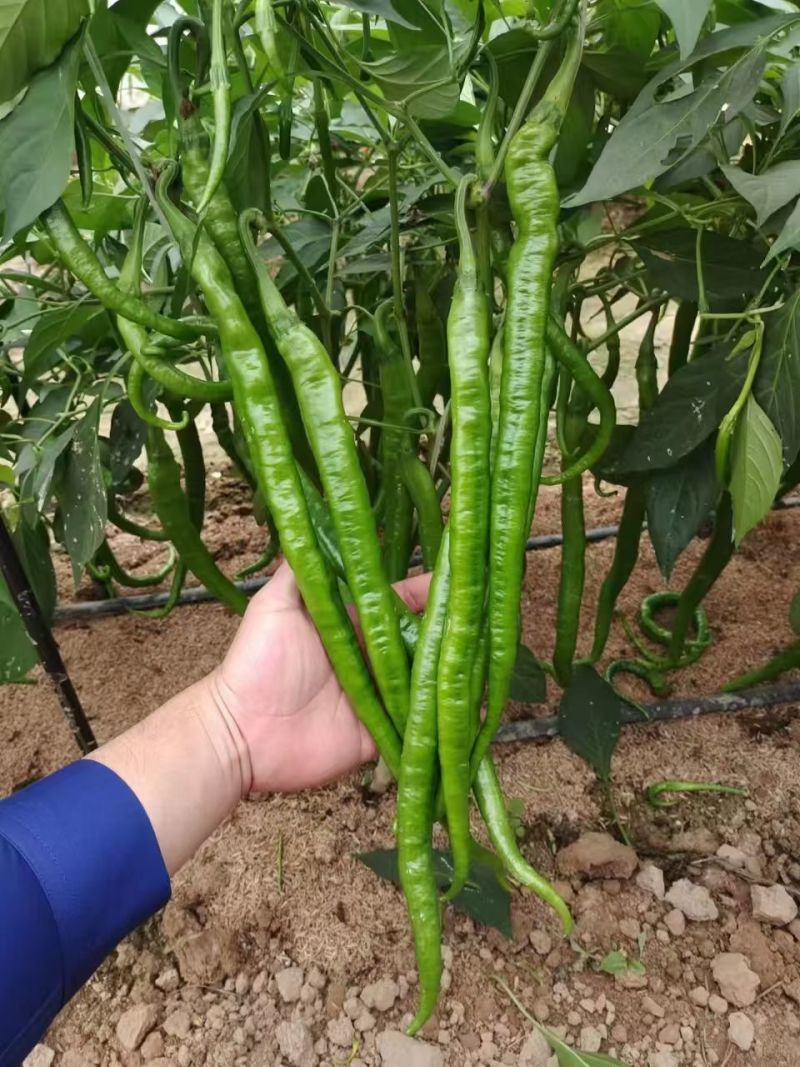 蜀辣条椒线椒种子棉蔬条椒翠绿皮青红两用二荆条春秋线椒种子