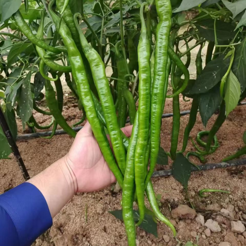 蜀辣条椒线椒种子棉蔬条椒翠绿皮青红两用二荆条春秋线椒种子