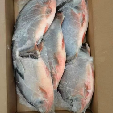 红鲳鱼精品，3，4，5条都有现货，厂家直销，供应电商市场
