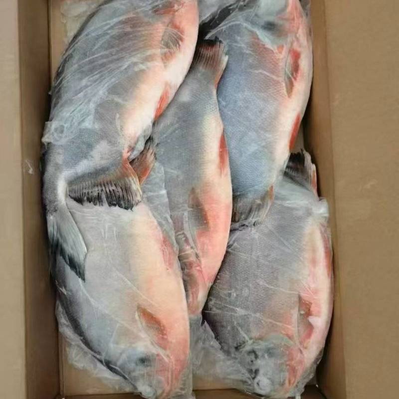 红鲳鱼精品，3，4，5条都有现货，厂家直销，供应电商市场