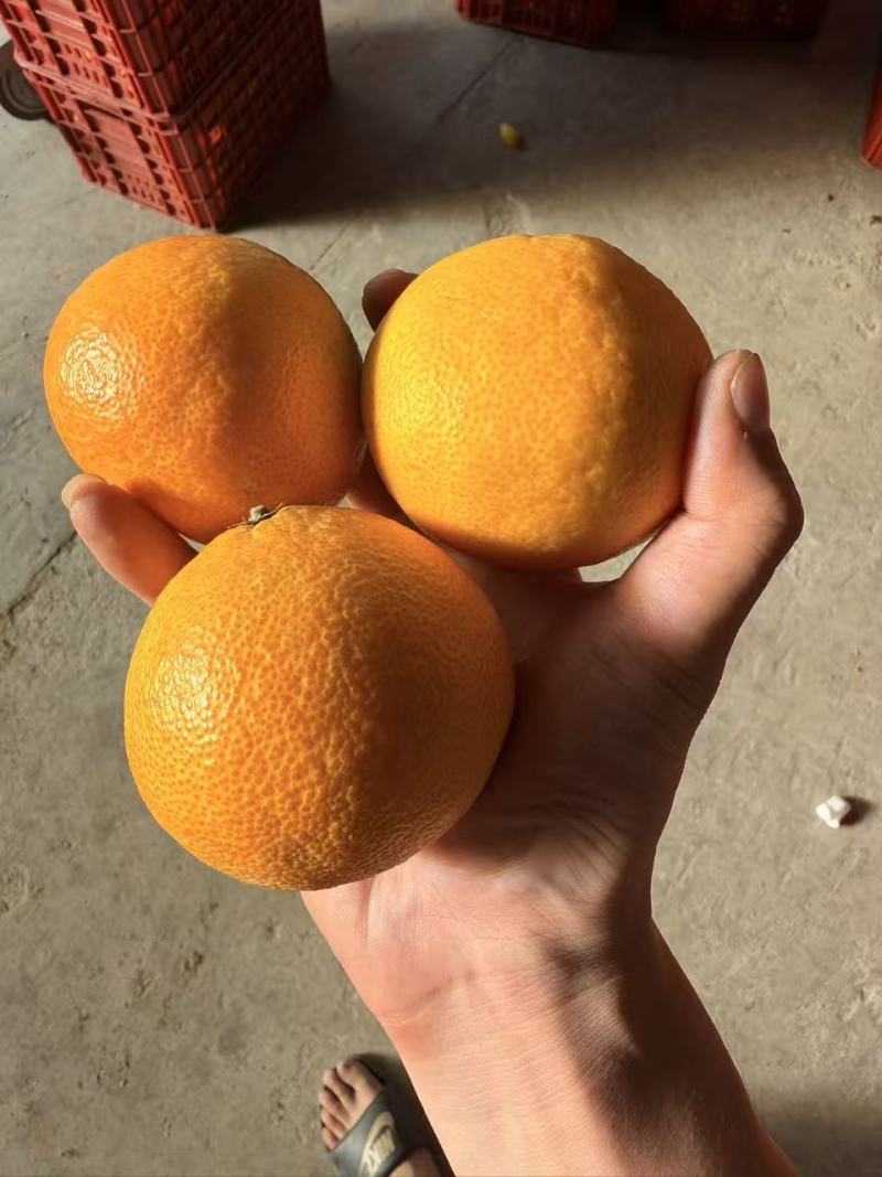 爱媛一件代发