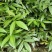 重庆市江津区九叶青花椒（杯苗）提供技术指导