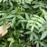 重庆市江津区九叶青花椒（杯苗）提供技术指导