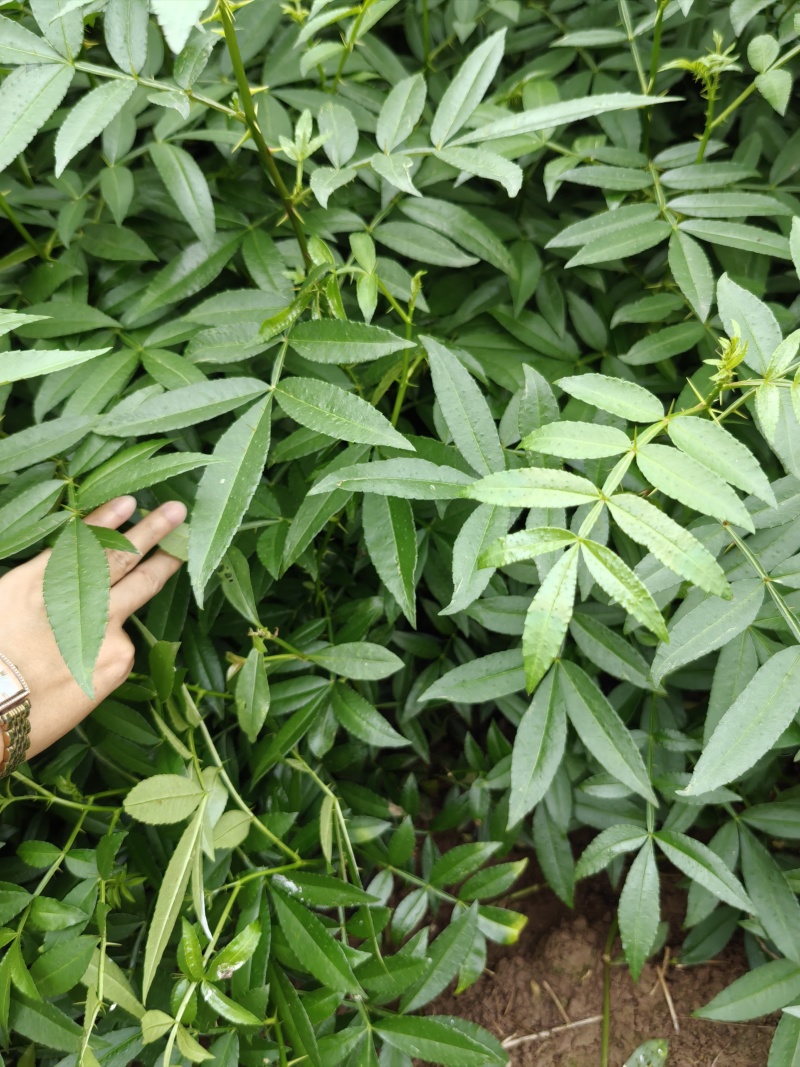 重庆市江津区九叶青花椒（杯苗）提供技术指导