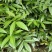 重庆市江津区九叶青花椒（杯苗）提供技术指导