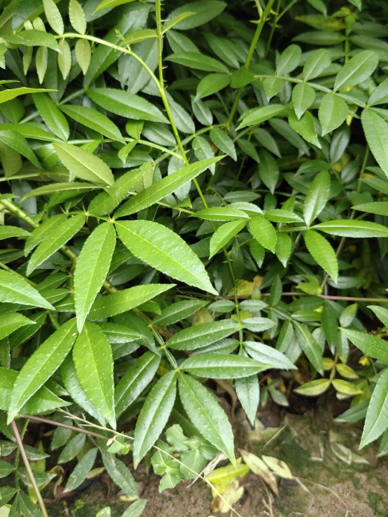 重庆市江津区九叶青花椒（杯苗）提供技术指导
