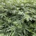 重庆市江津区九叶青花椒（杯苗）提供技术指导