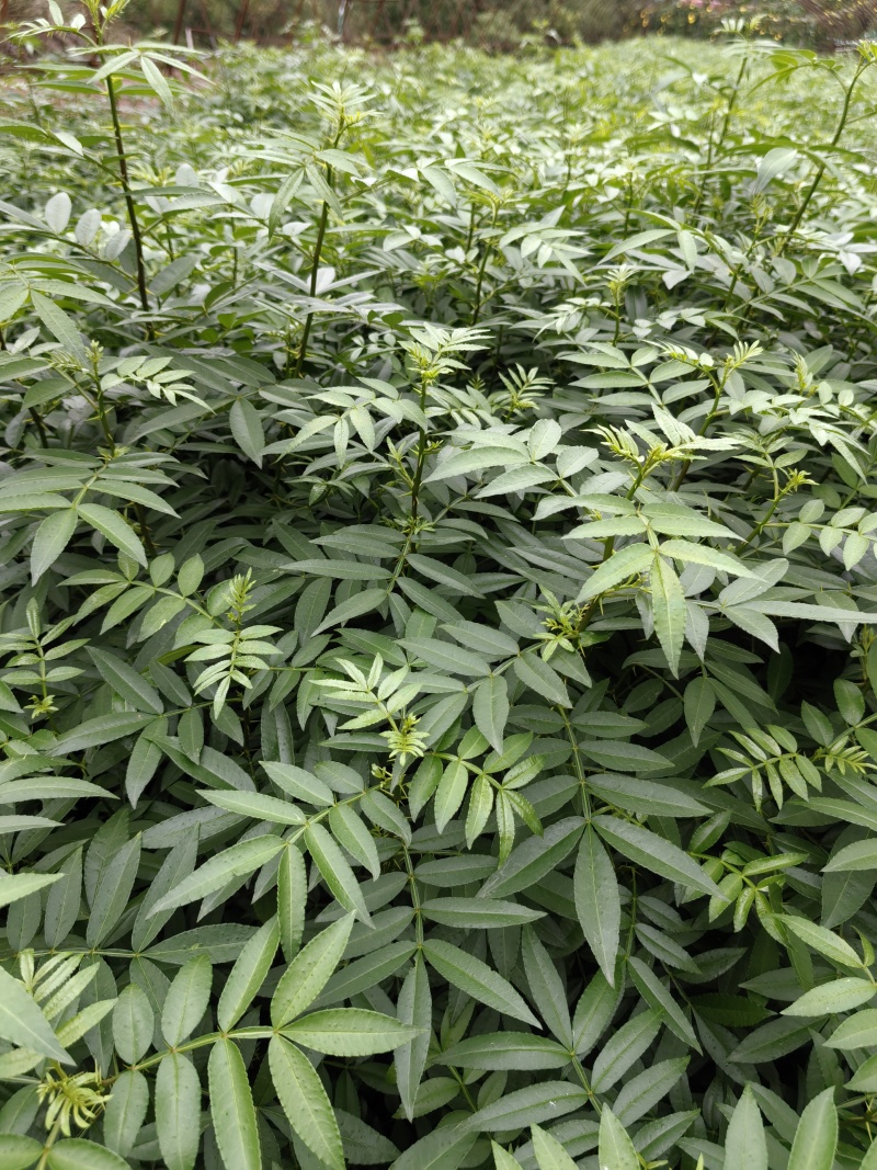 重庆市江津区九叶青花椒（杯苗）提供技术指导
