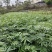 重庆市江津区九叶青花椒（杯苗）提供技术指导